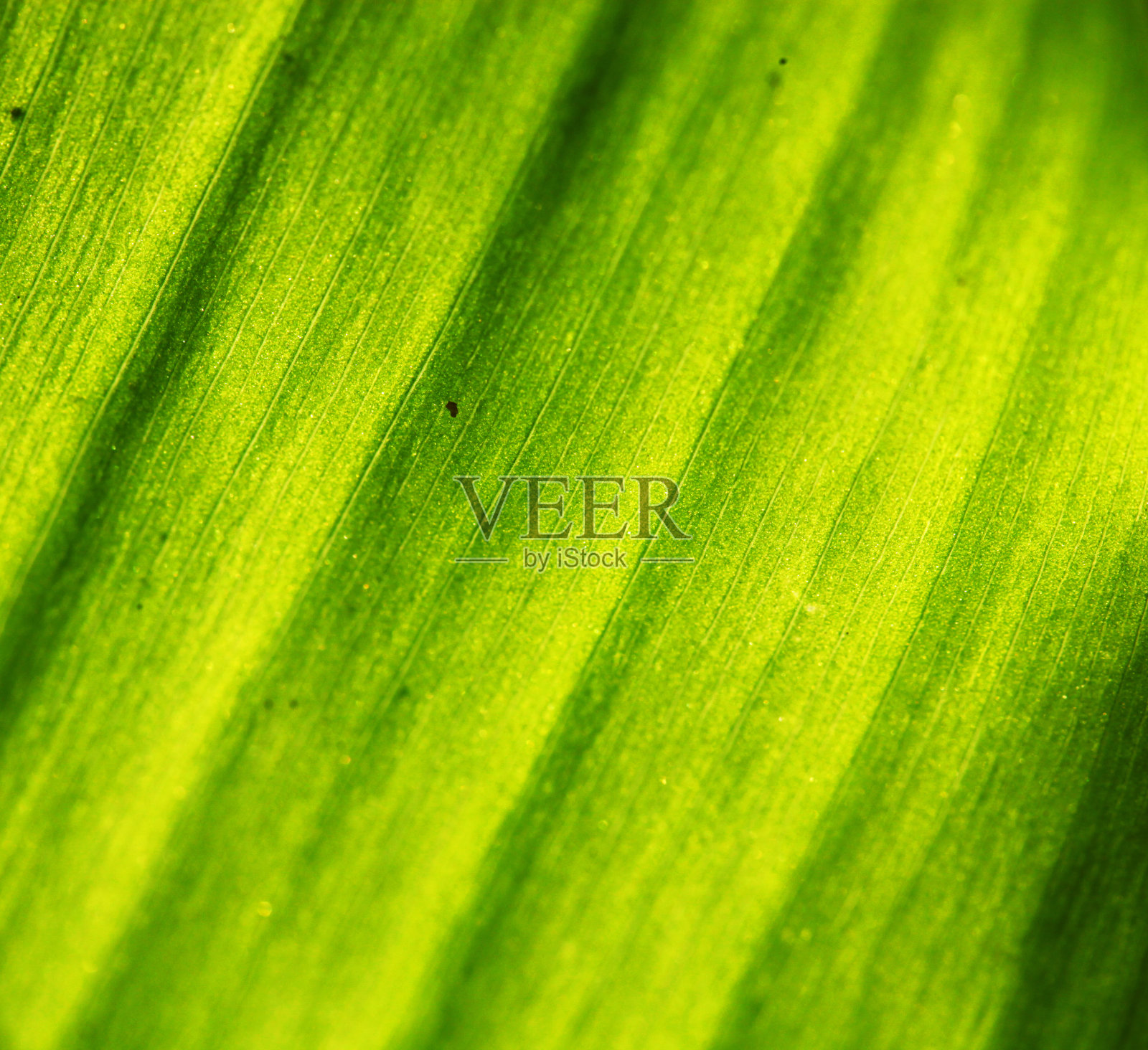 绿色的叶子照片摄影图片