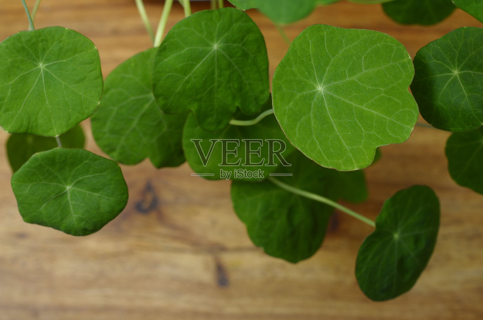 绿色旱金莲的叶子照片摄影图片