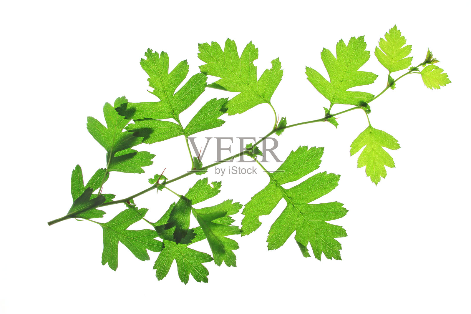 山楂(山楂)照片摄影图片