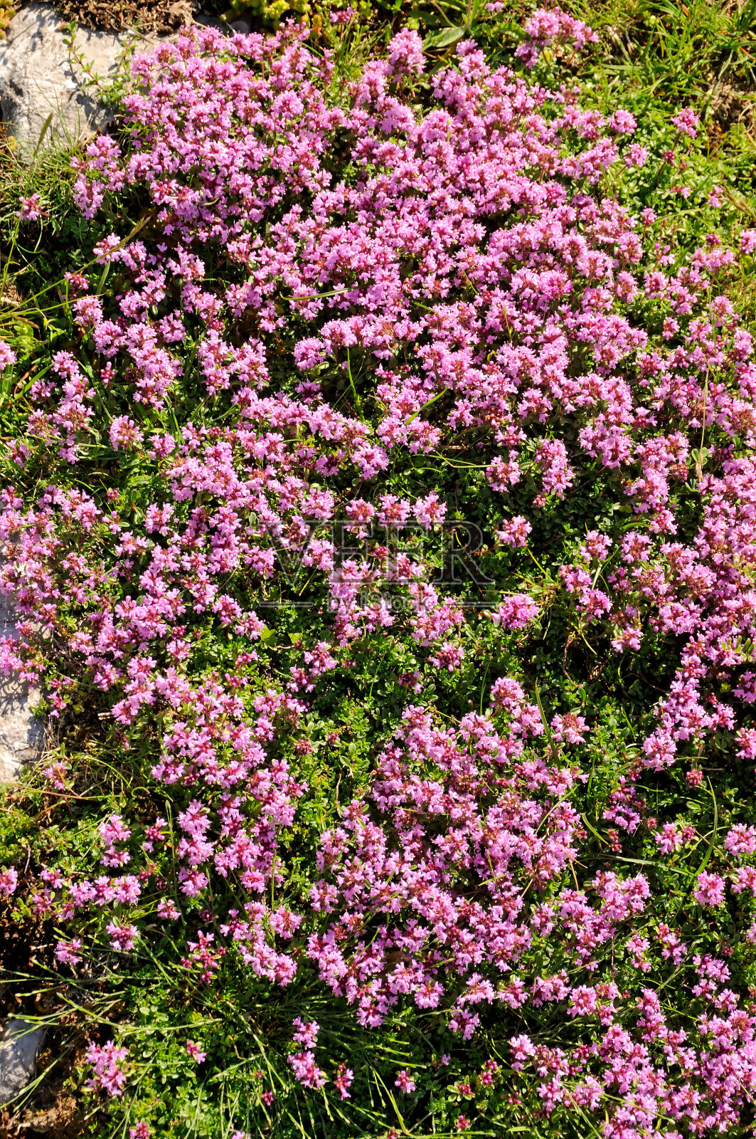 野生的百里香花照片摄影图片