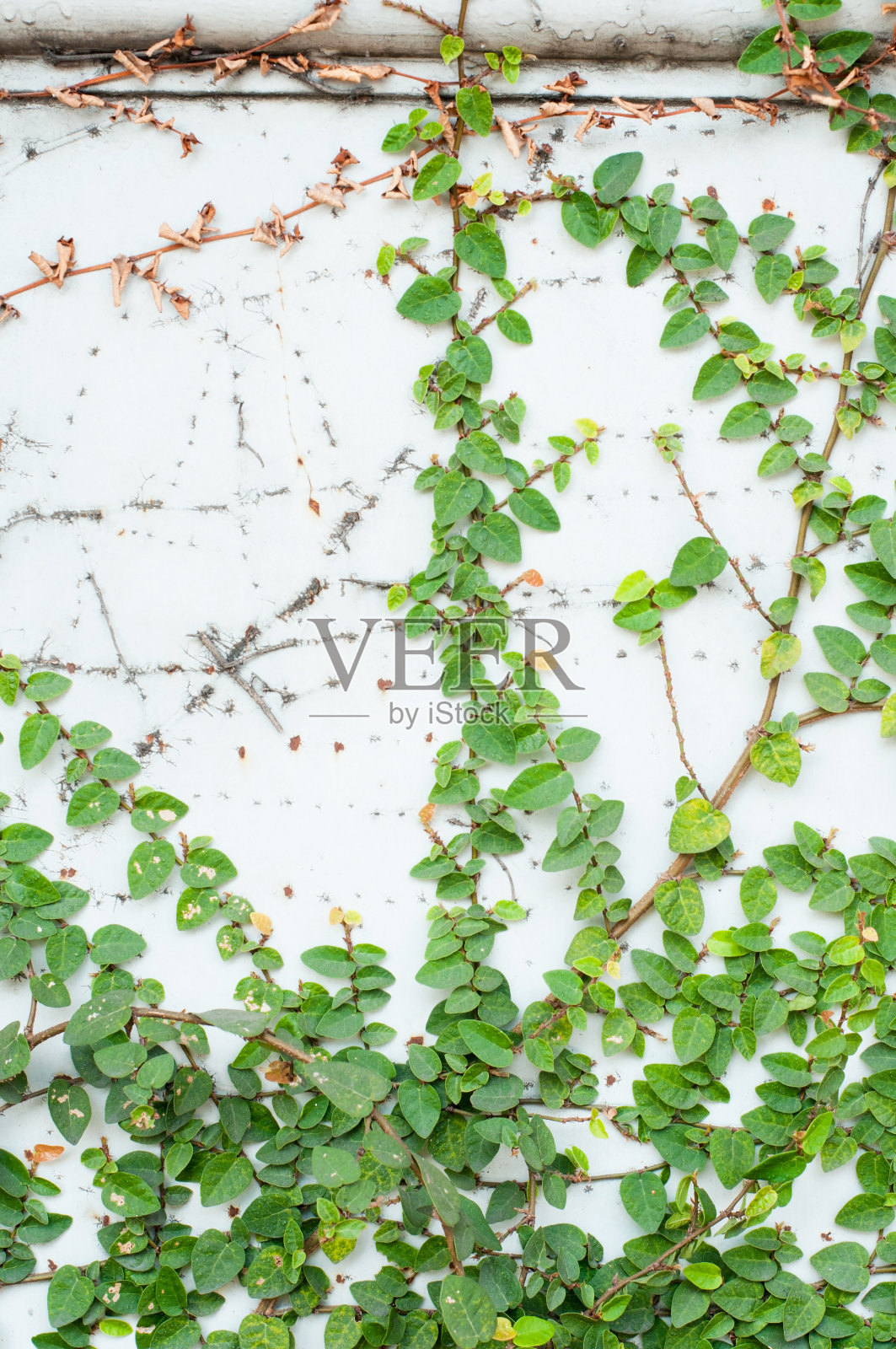 金属门上有一棵绿色的攀缘树照片摄影图片