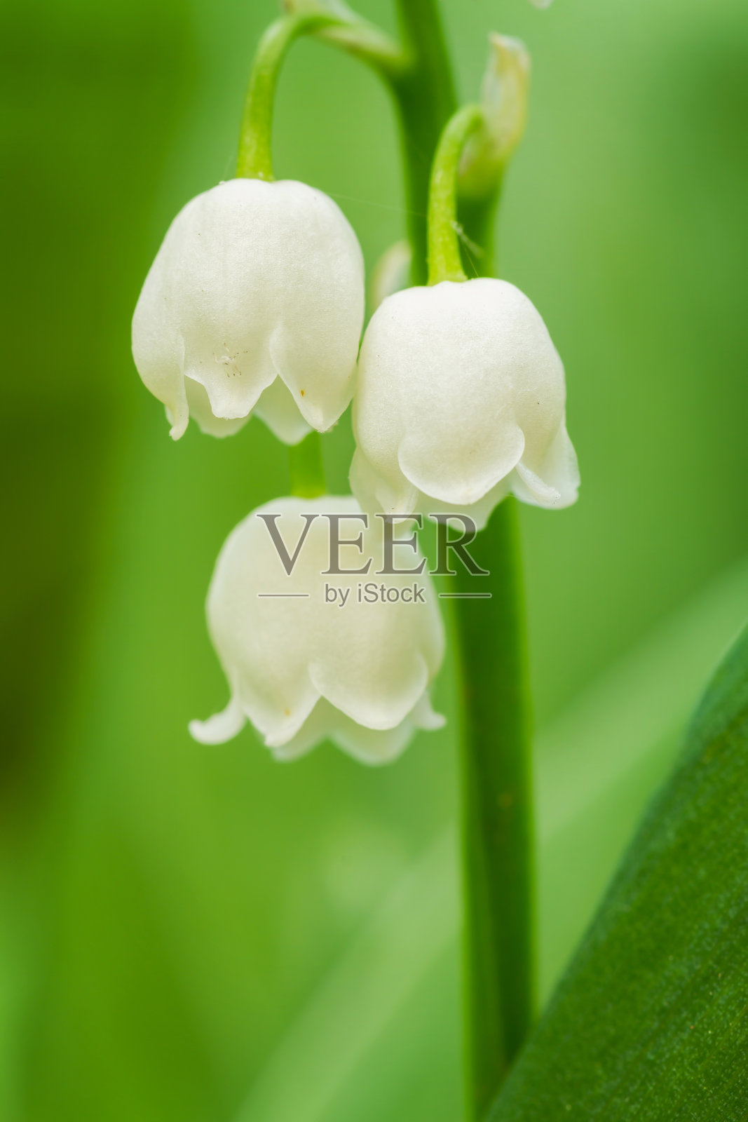 铃兰照片摄影图片