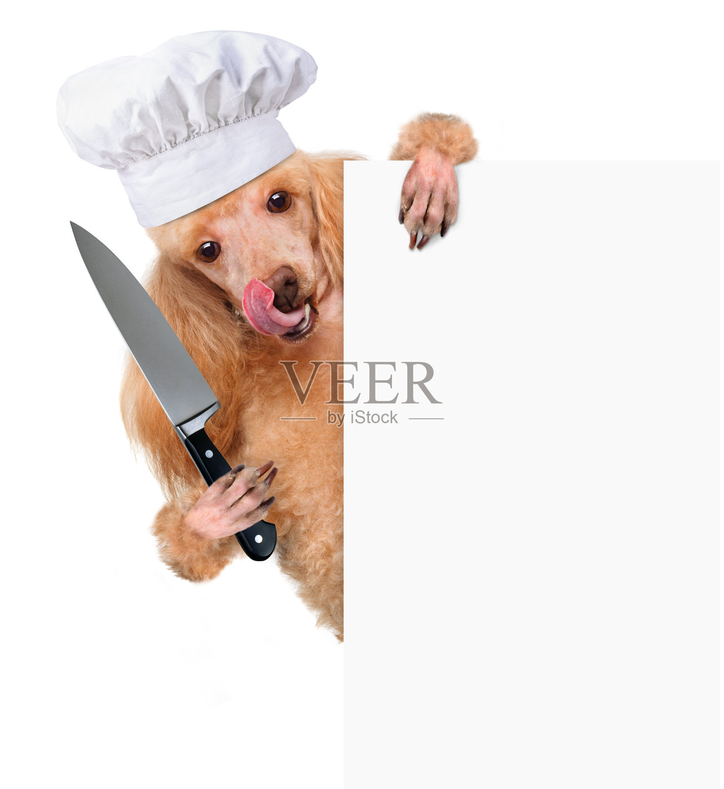 狗的厨师照片摄影图片