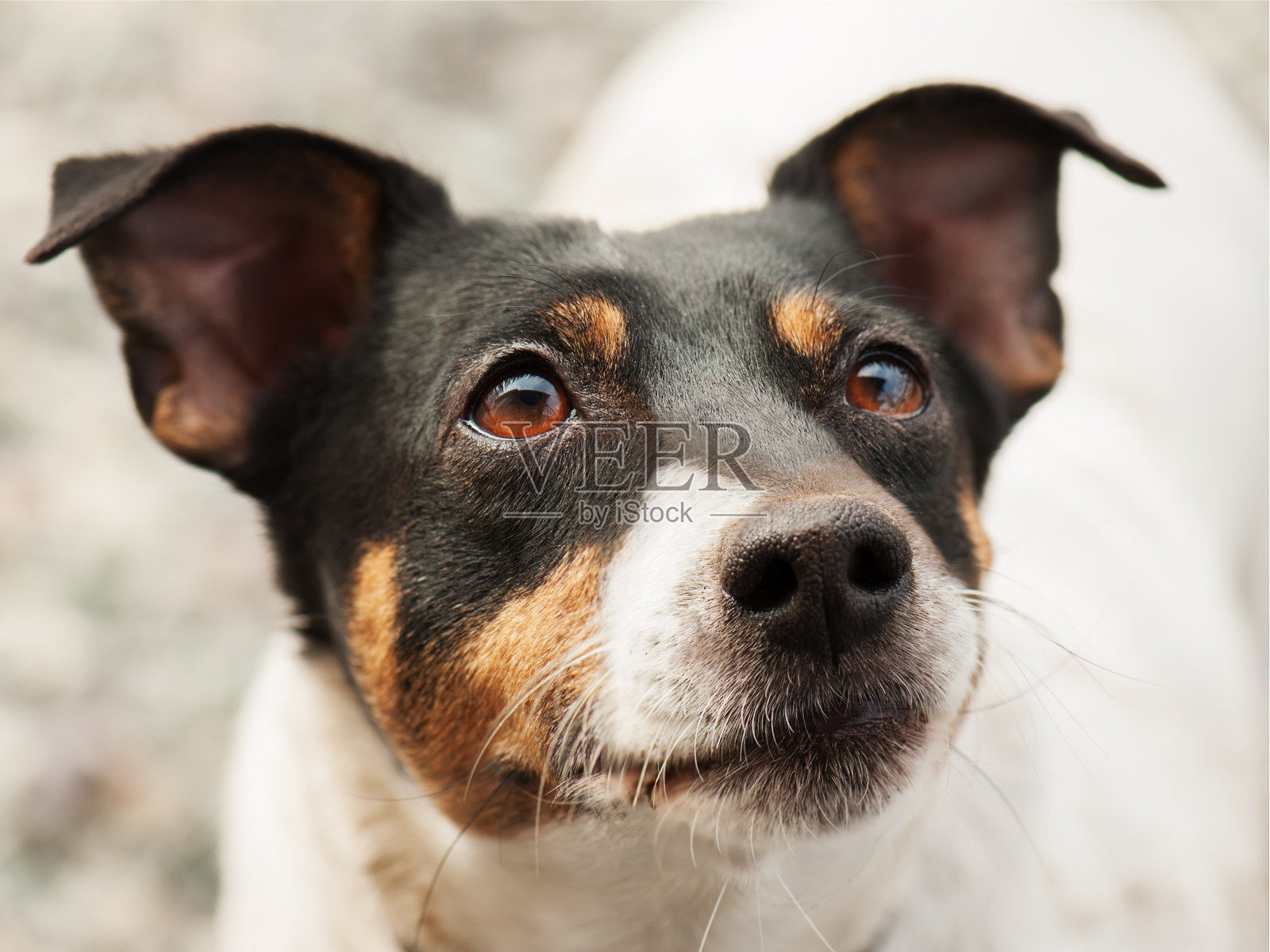 杰克罗素梗照片摄影图片