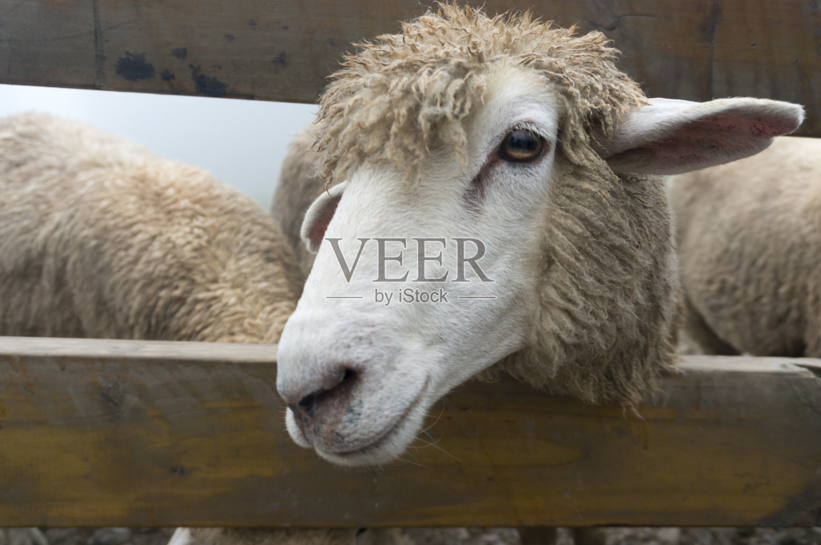 羊照片摄影图片