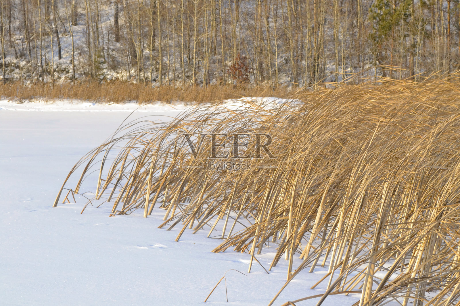 冬季草海岸照片摄影图片