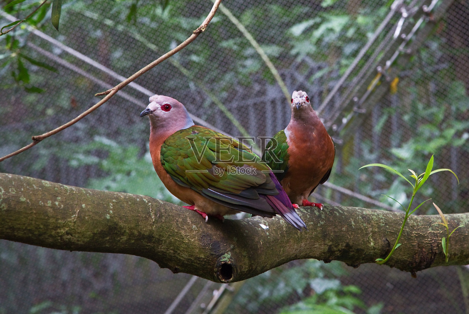 鸟照片摄影图片