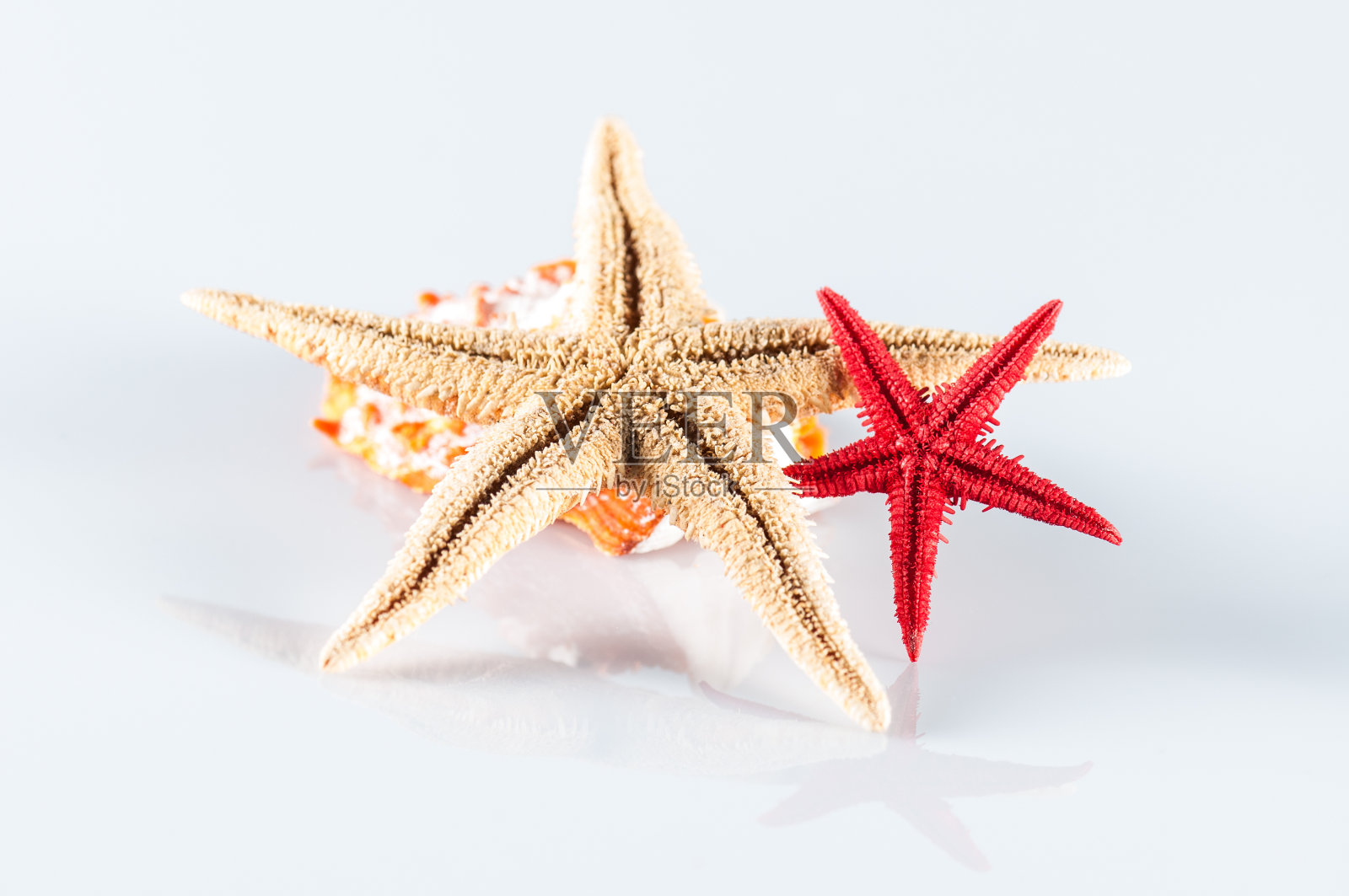 星鱼照片摄影图片