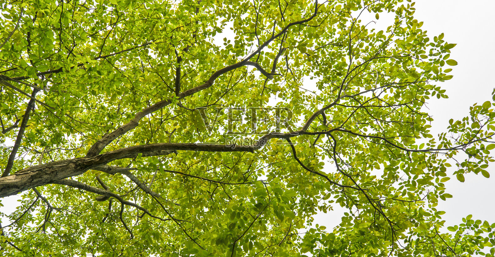 树干照片摄影图片