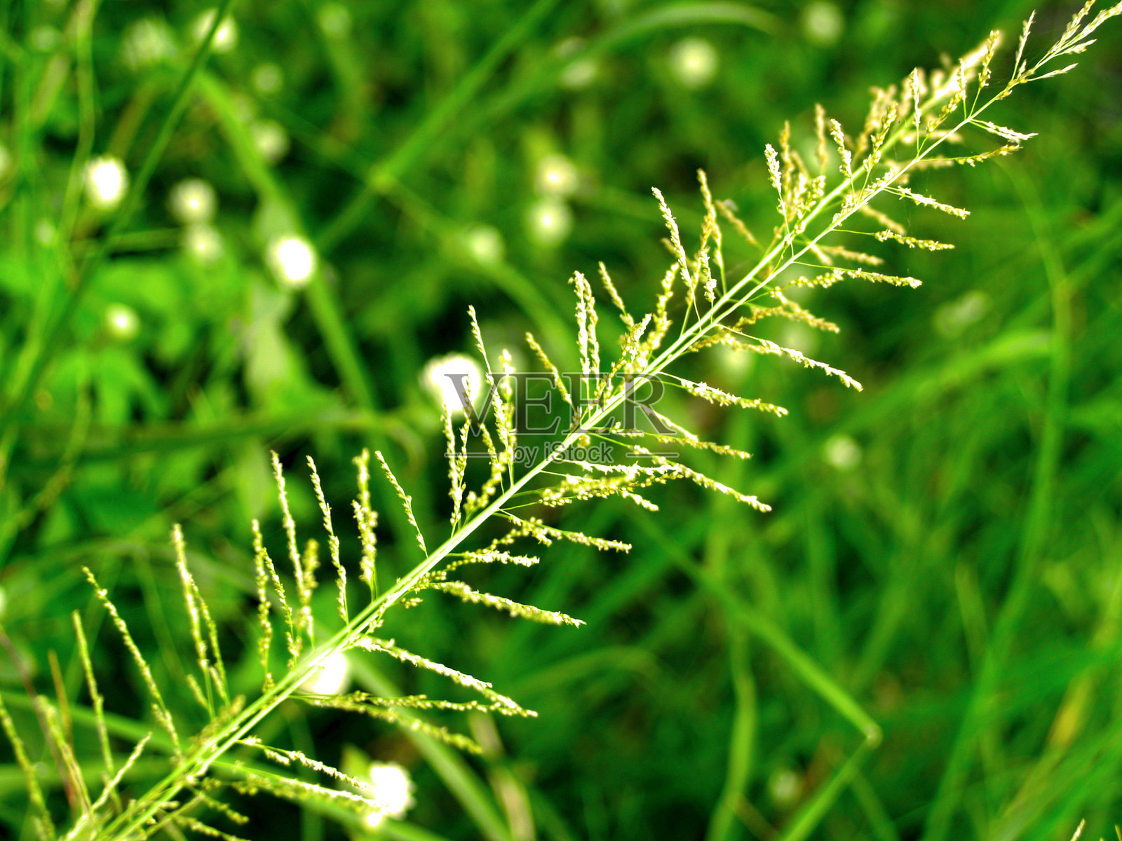 花的背景照片摄影图片