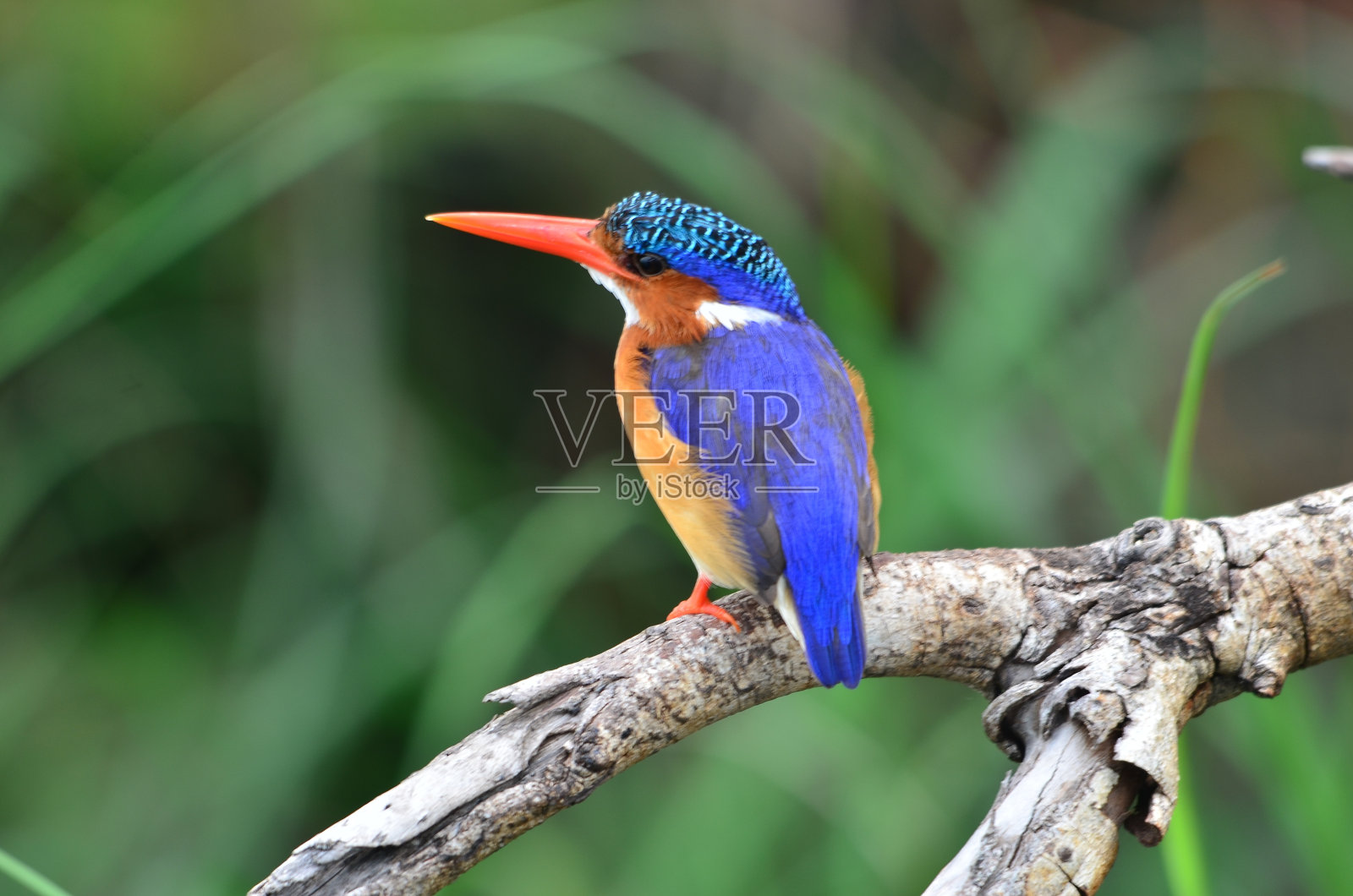 孔雀石翠鸟姿势4照片摄影图片