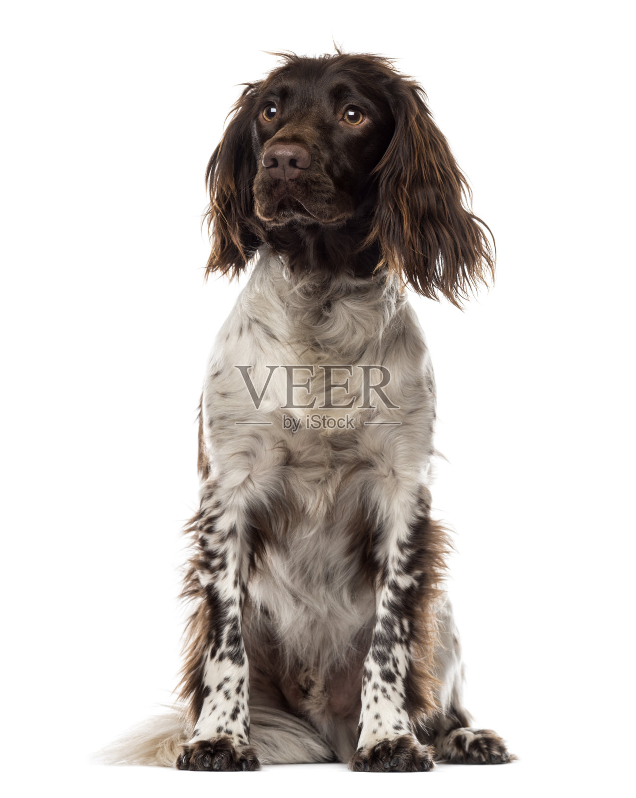 布列塔尼坐在那里，望着别处，15个月大的孩子，被孤立在白色的地上照片摄影图片