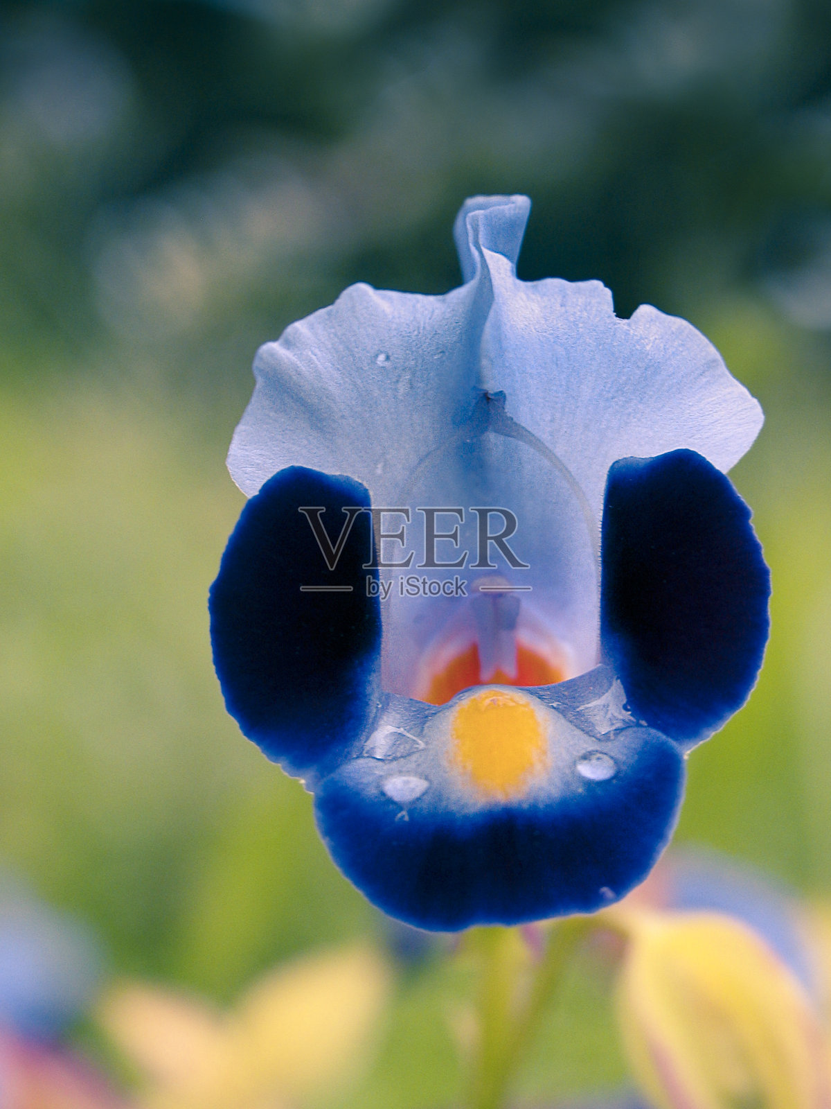 叉骨花，蓝紫托里尼亚，喀拉拉邦，印度照片摄影图片