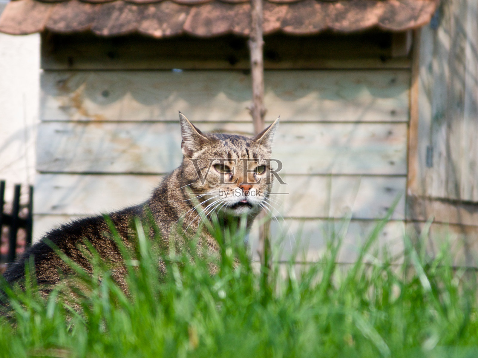 猫坐在花园里照片摄影图片