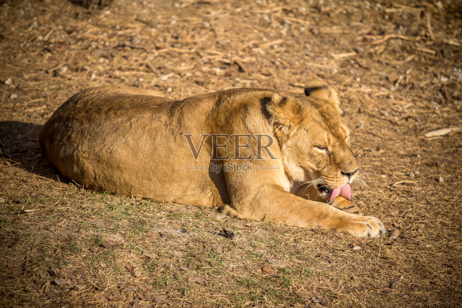 母狮照片摄影图片