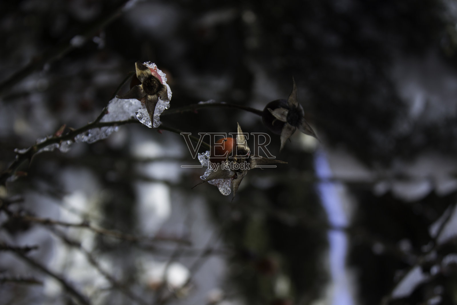 冰冻的玫瑰照片摄影图片