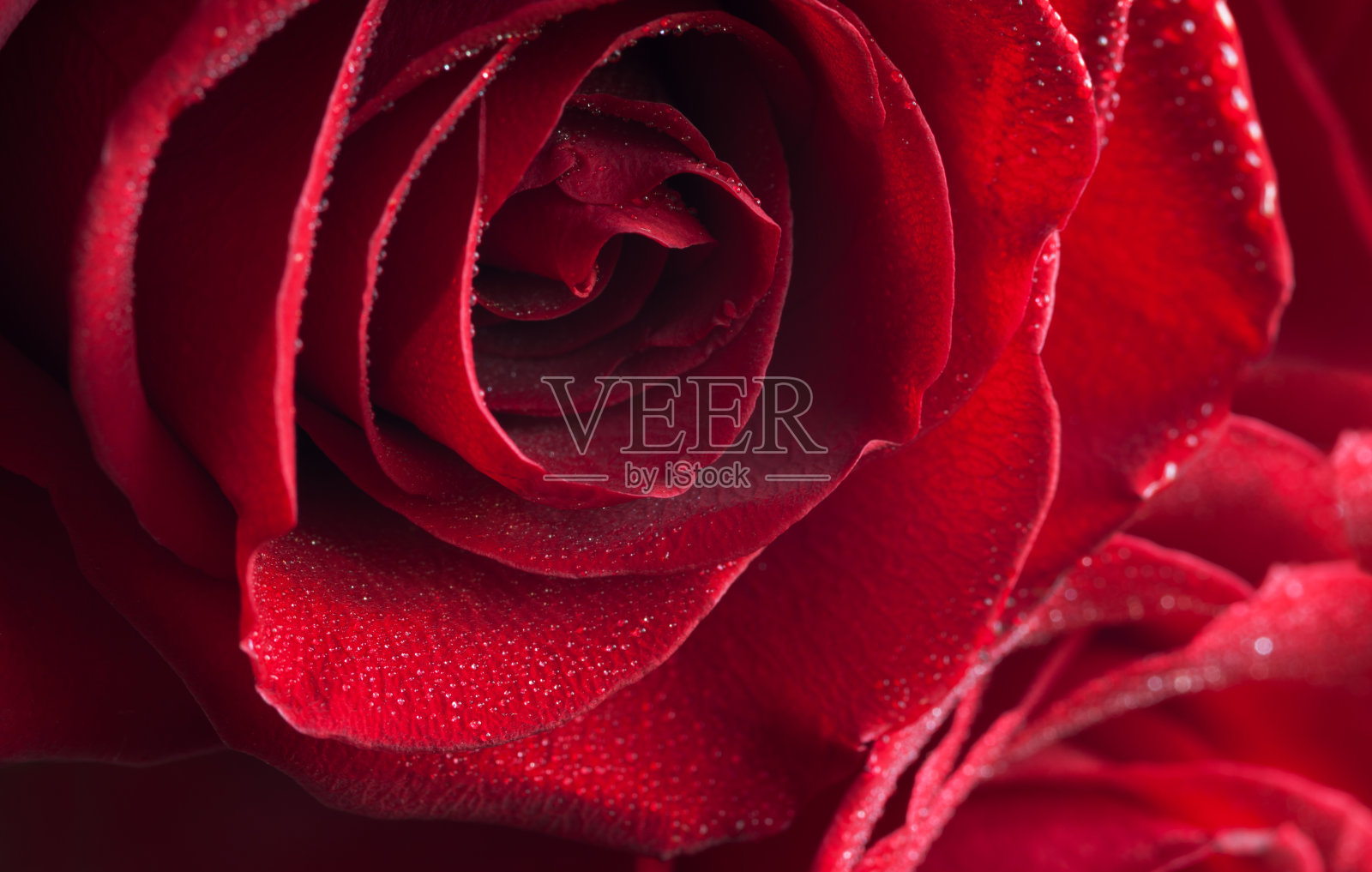 一小片红玫瑰照片摄影图片