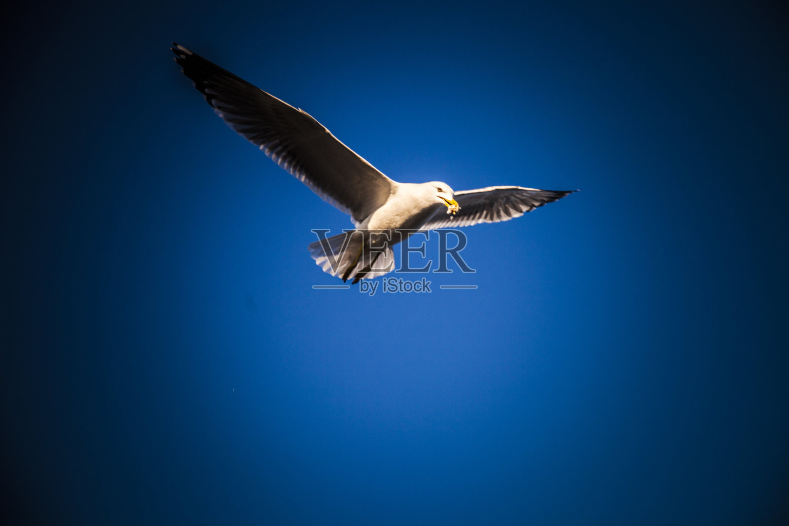 海鸥照片摄影图片