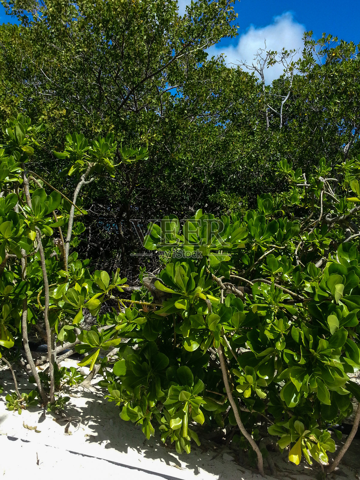鬣蜥隐藏照片摄影图片