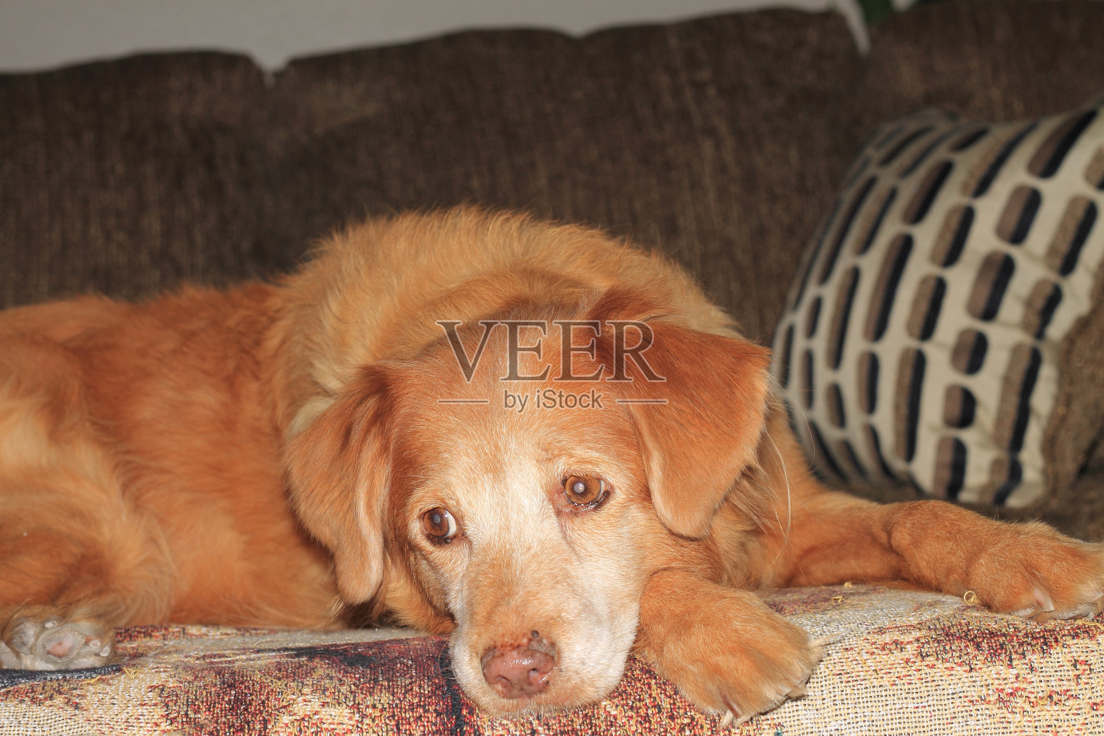 沉睡的鸭子钟照片摄影图片