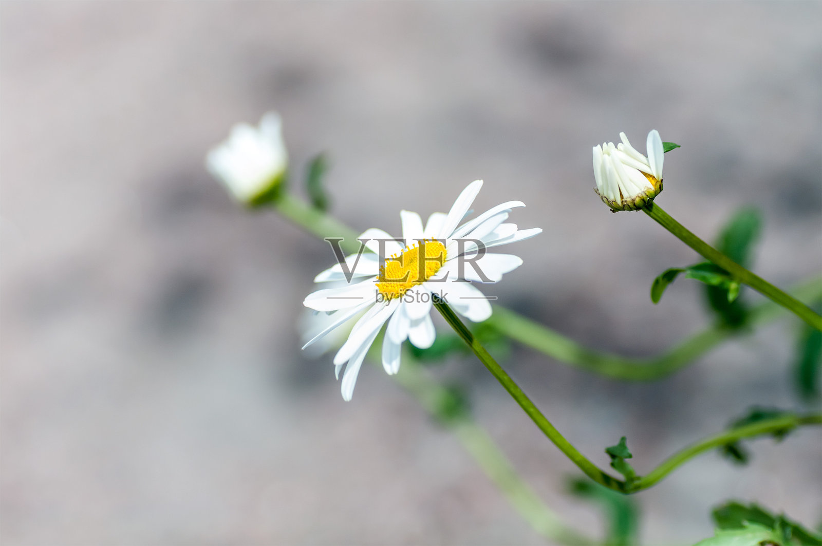 灰色背景上的洋甘菊花照片摄影图片