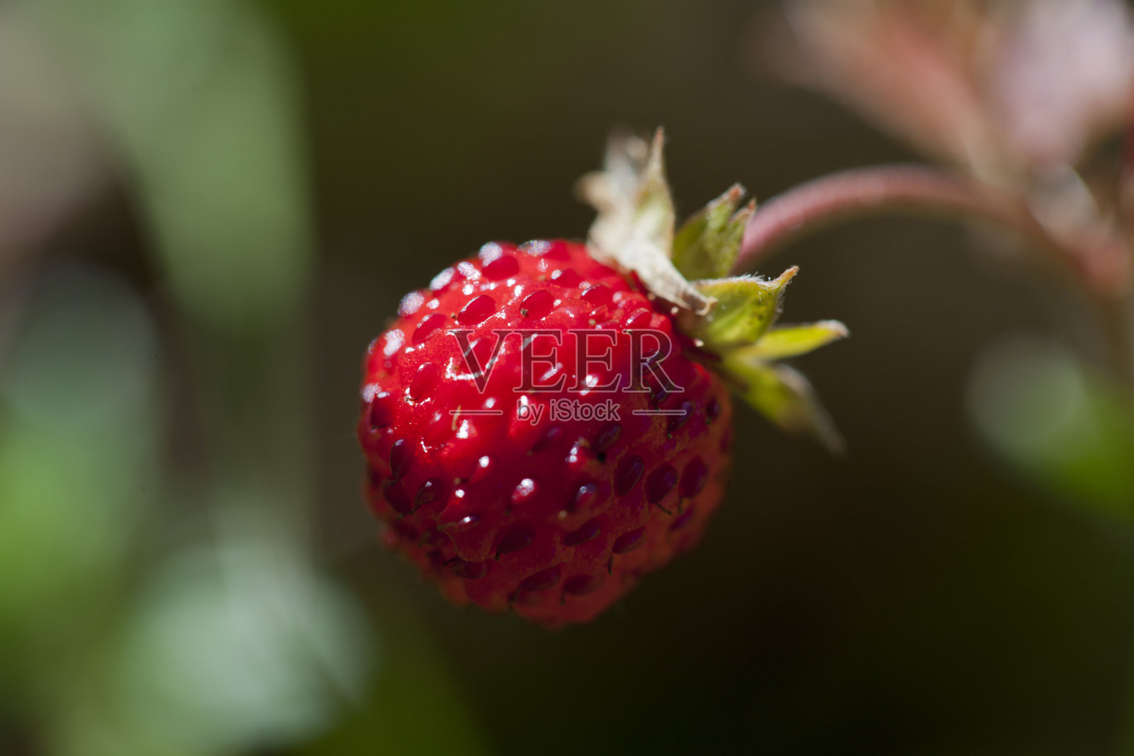 野草莓照片摄影图片