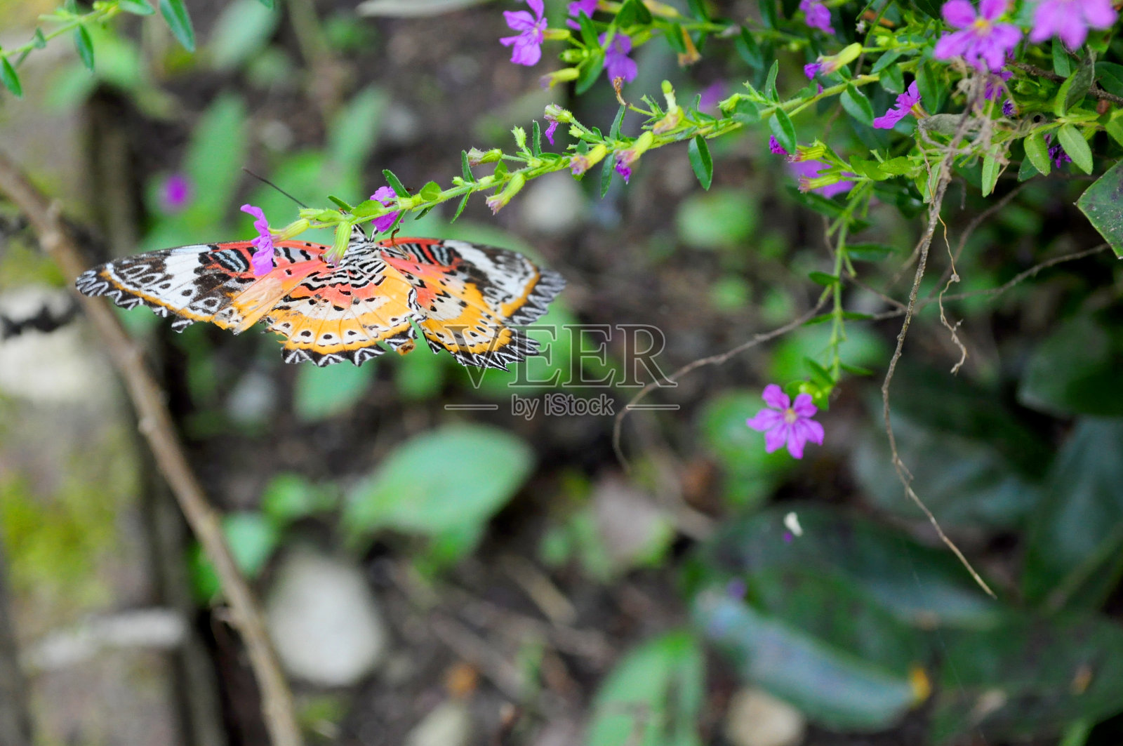 蝴蝶在花园照片摄影图片
