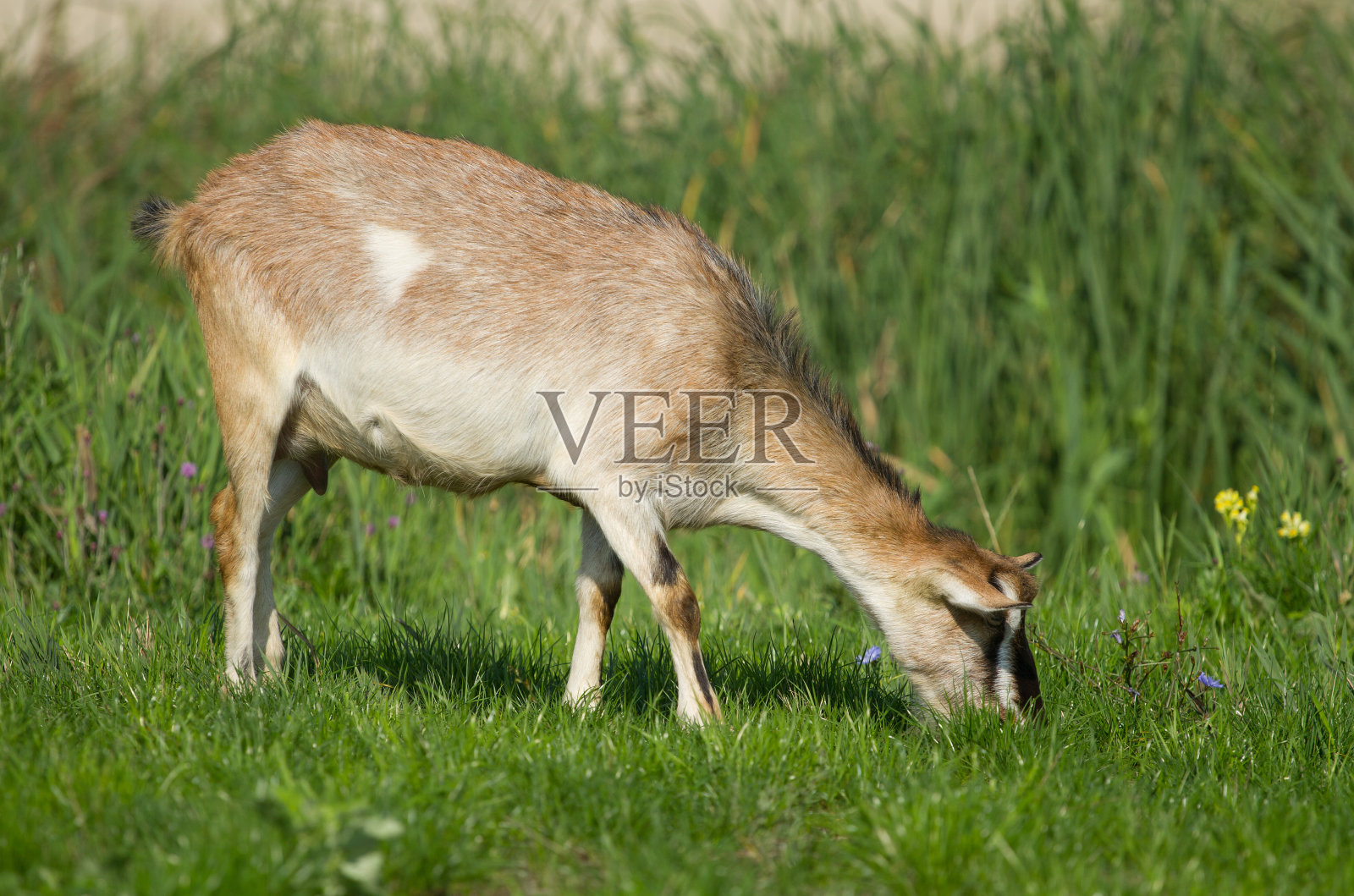 山羊吃草照片摄影图片