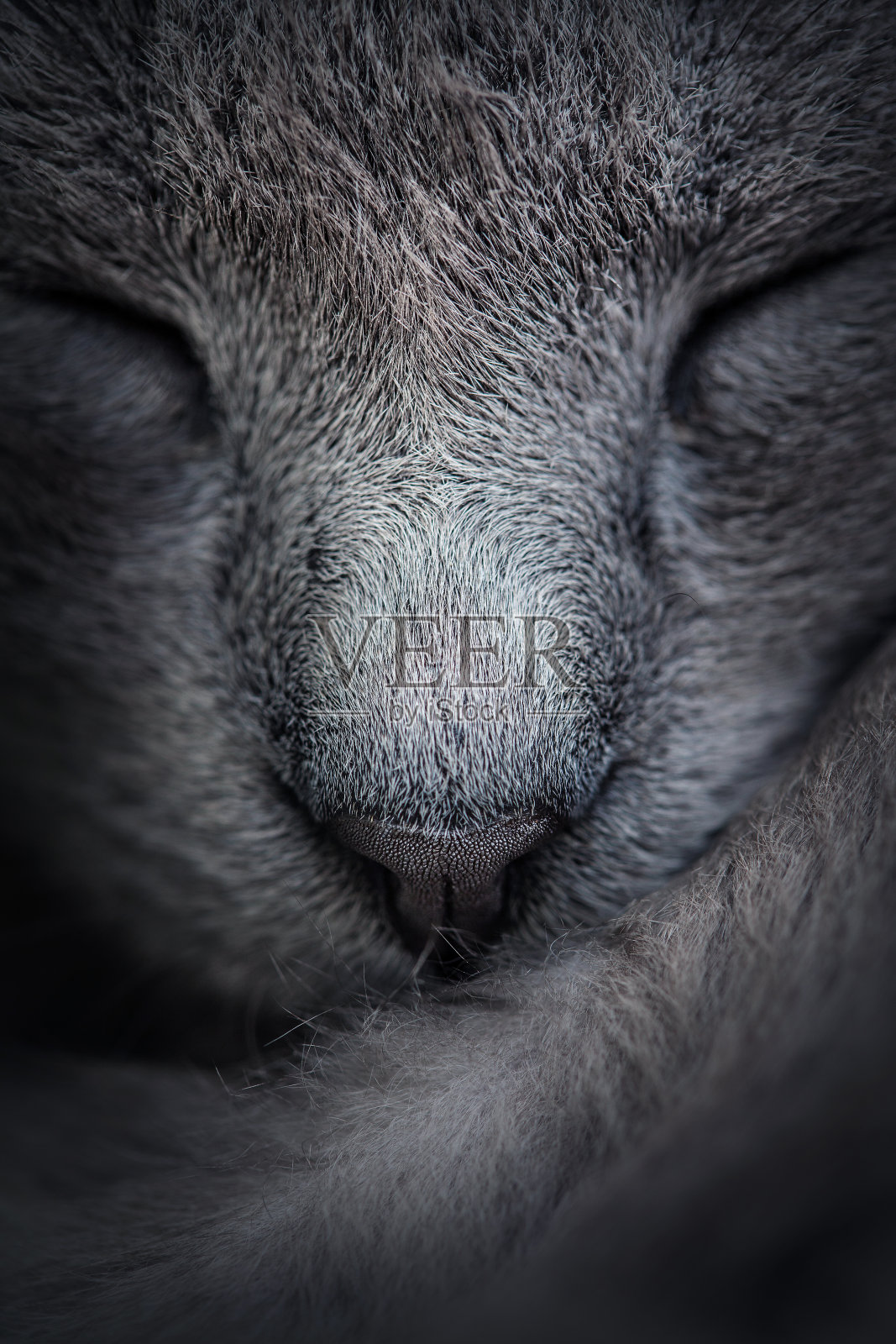 睡觉的猫脸的特写。宏。摘要照片摄影图片