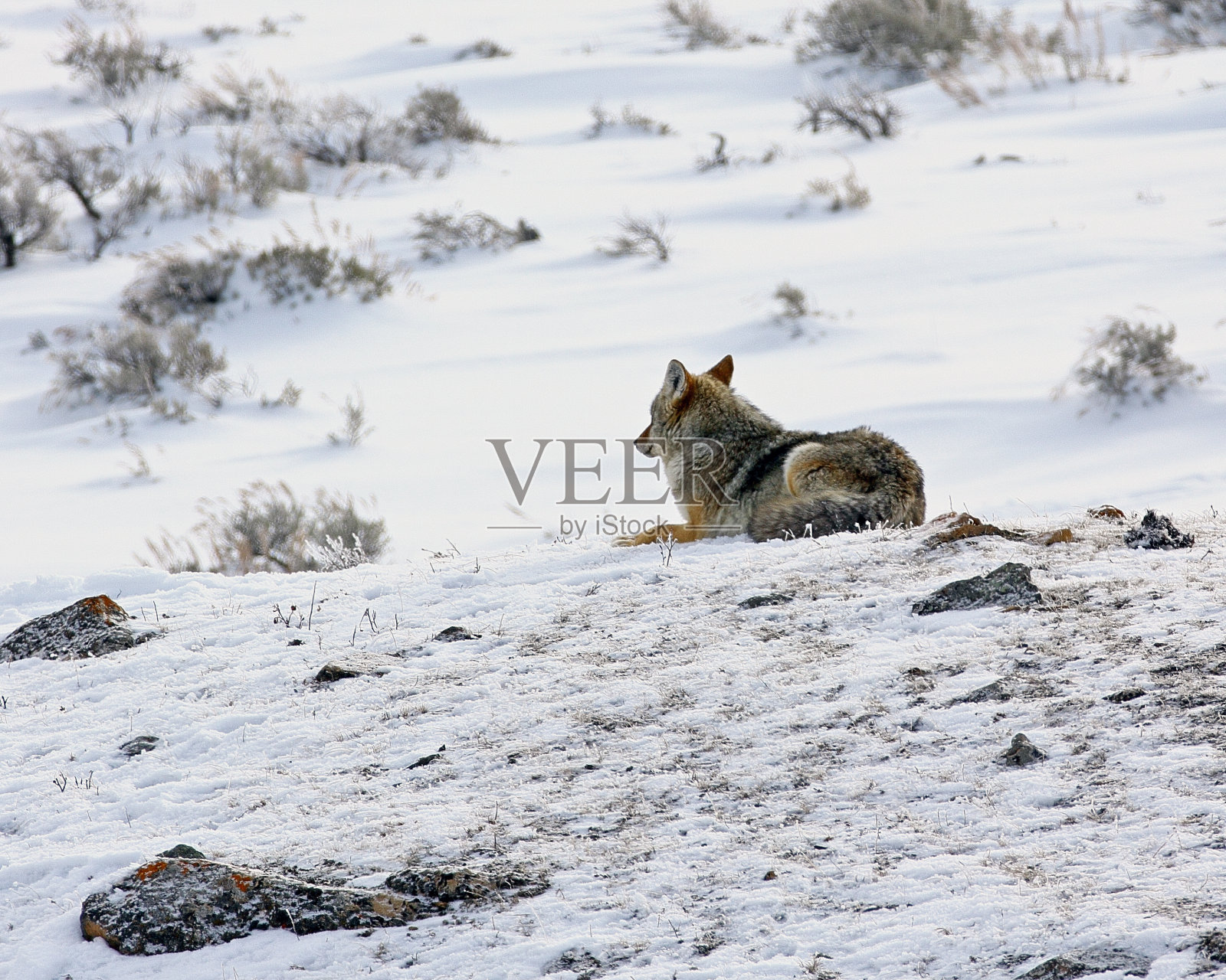土狼照片摄影图片