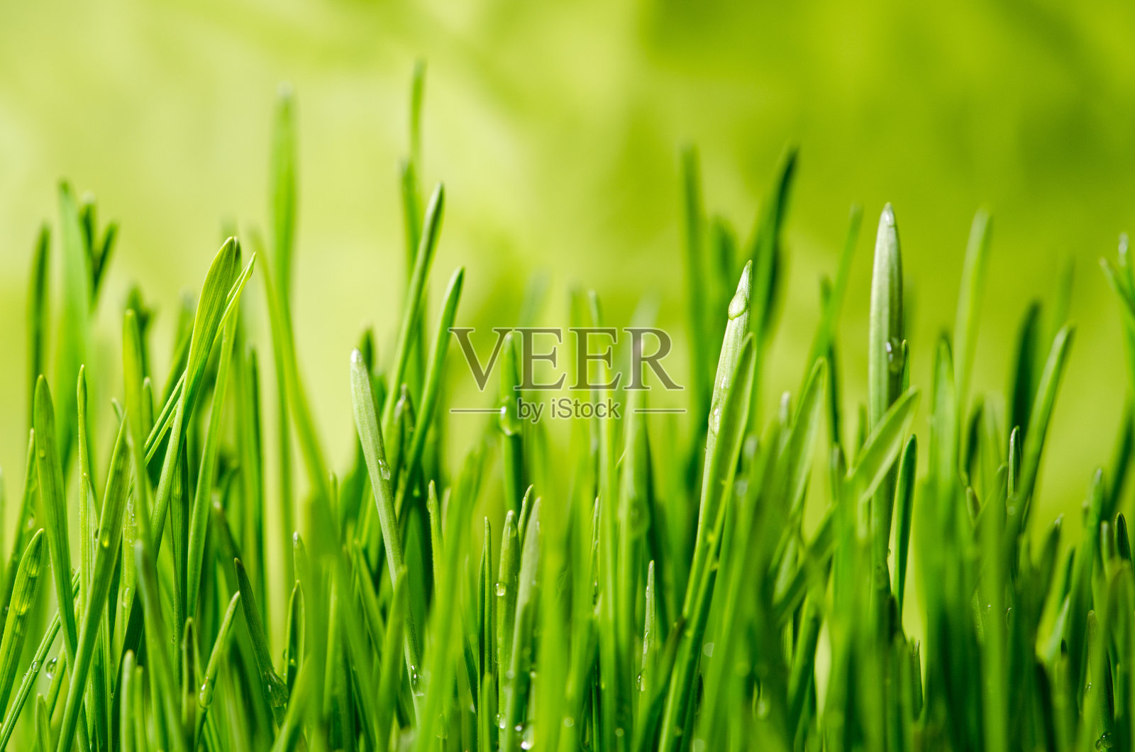 草照片摄影图片