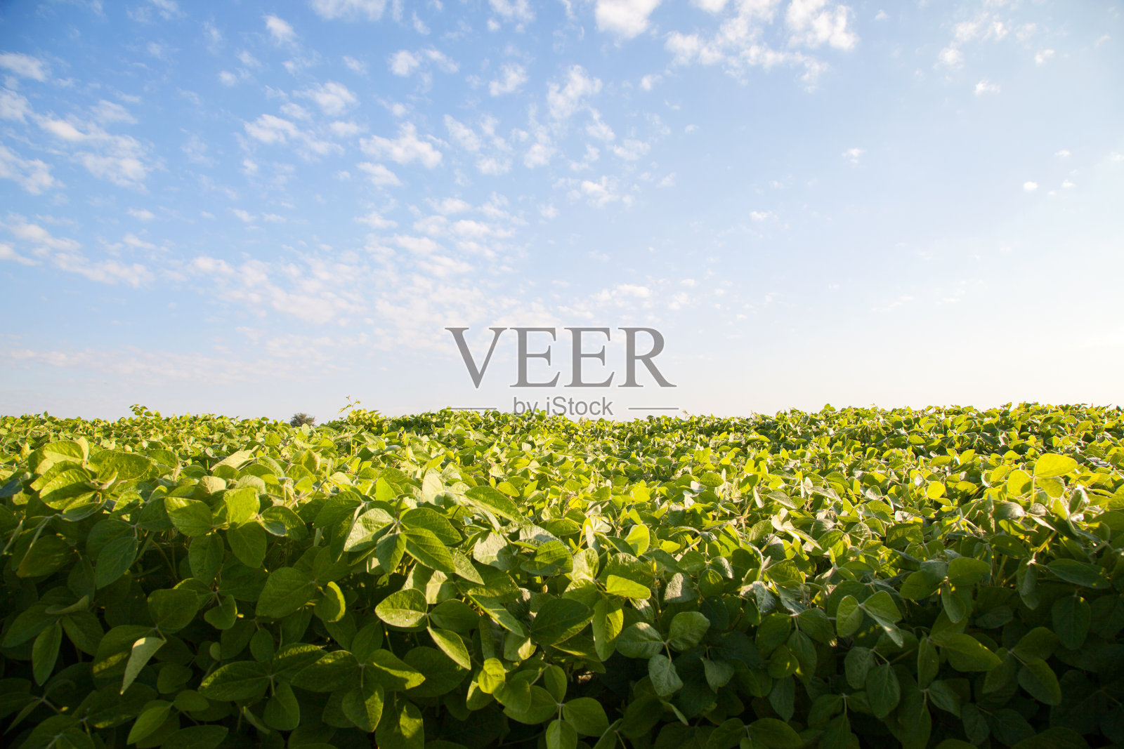 地平线上有绿色的田野和天空照片摄影图片