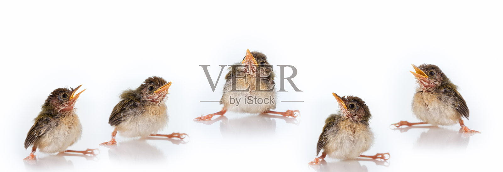 在生照片摄影图片