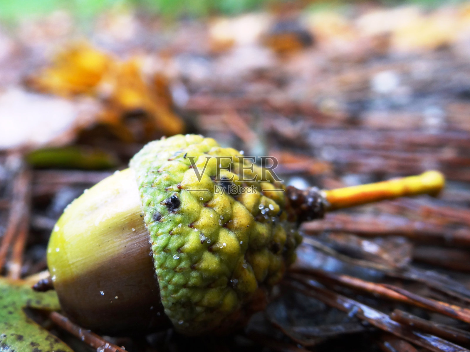 橡子照片摄影图片