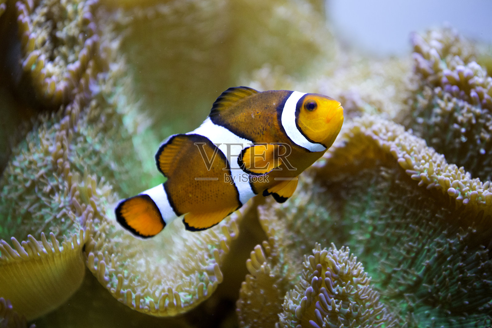 小丑鱼照片摄影图片