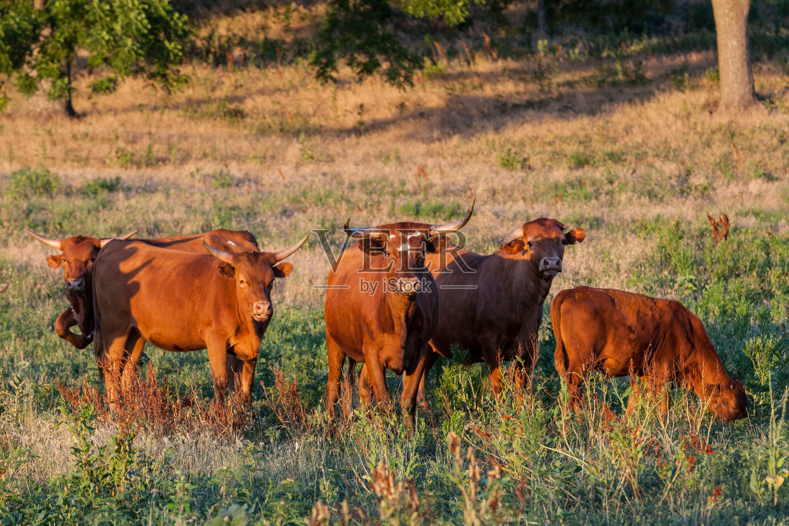 长角牛和牛照片摄影图片