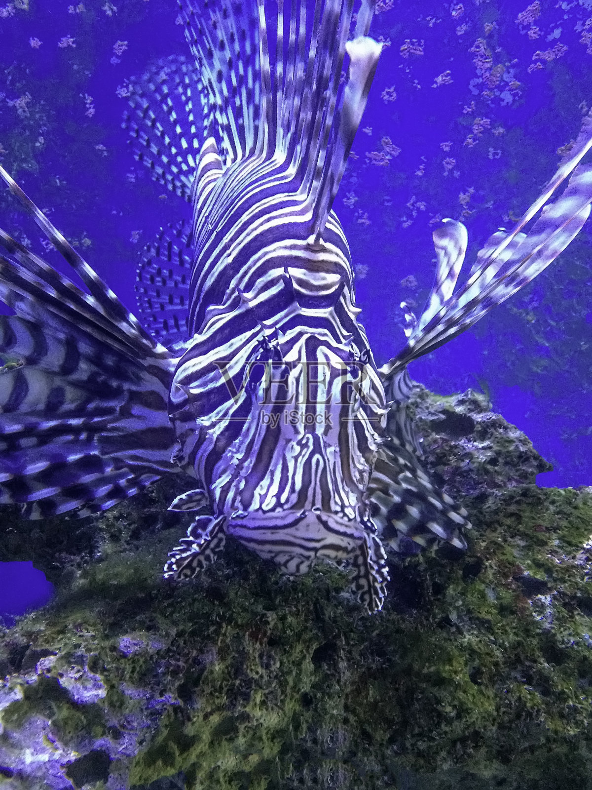 红狮子鱼照片摄影图片