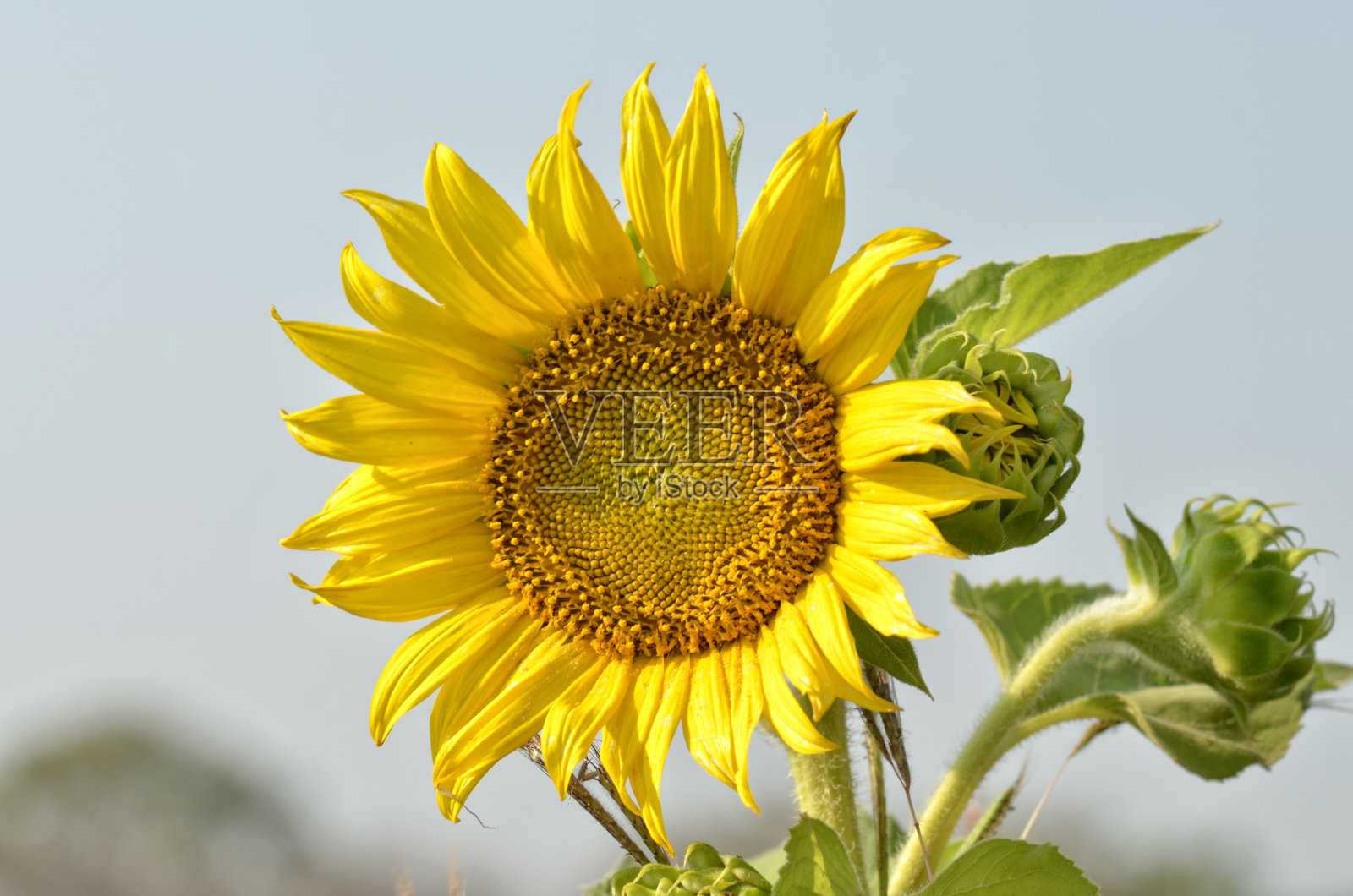 向日葵照片摄影图片