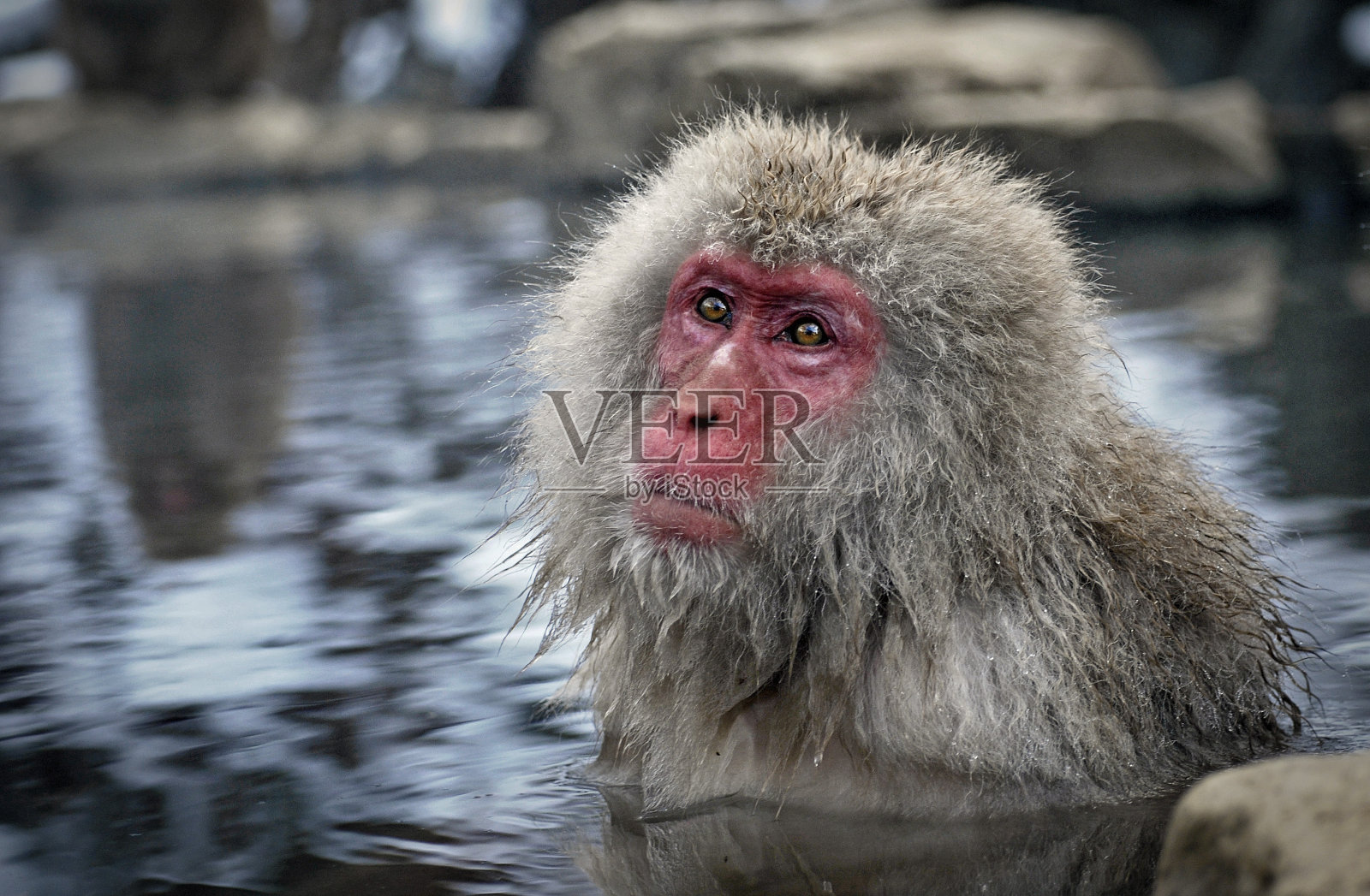 温泉里的日本猴子照片摄影图片
