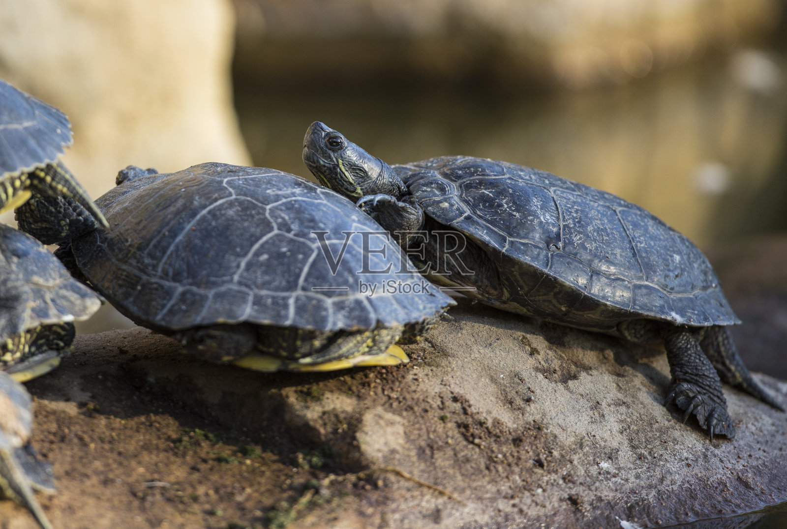 西方滑块海龟照片摄影图片
