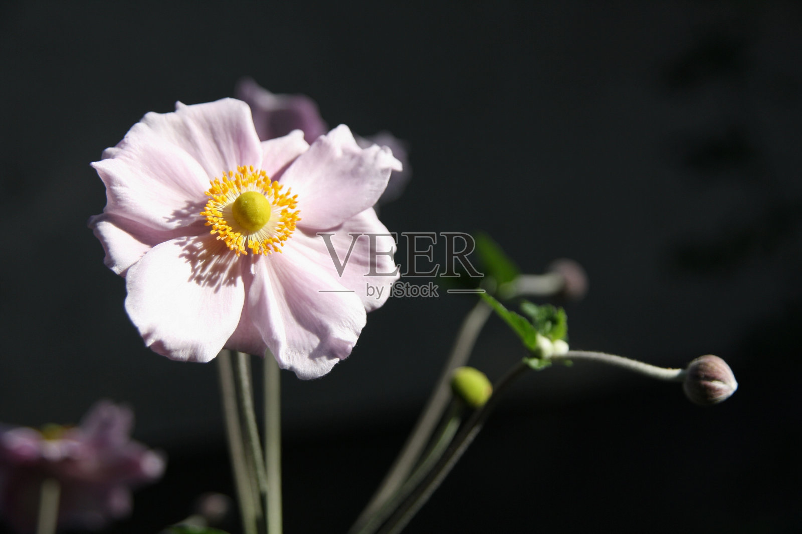 阿尼蒙·布莱特照片摄影图片