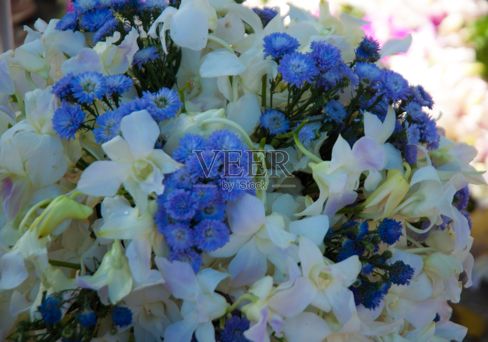 兰花照片摄影图片