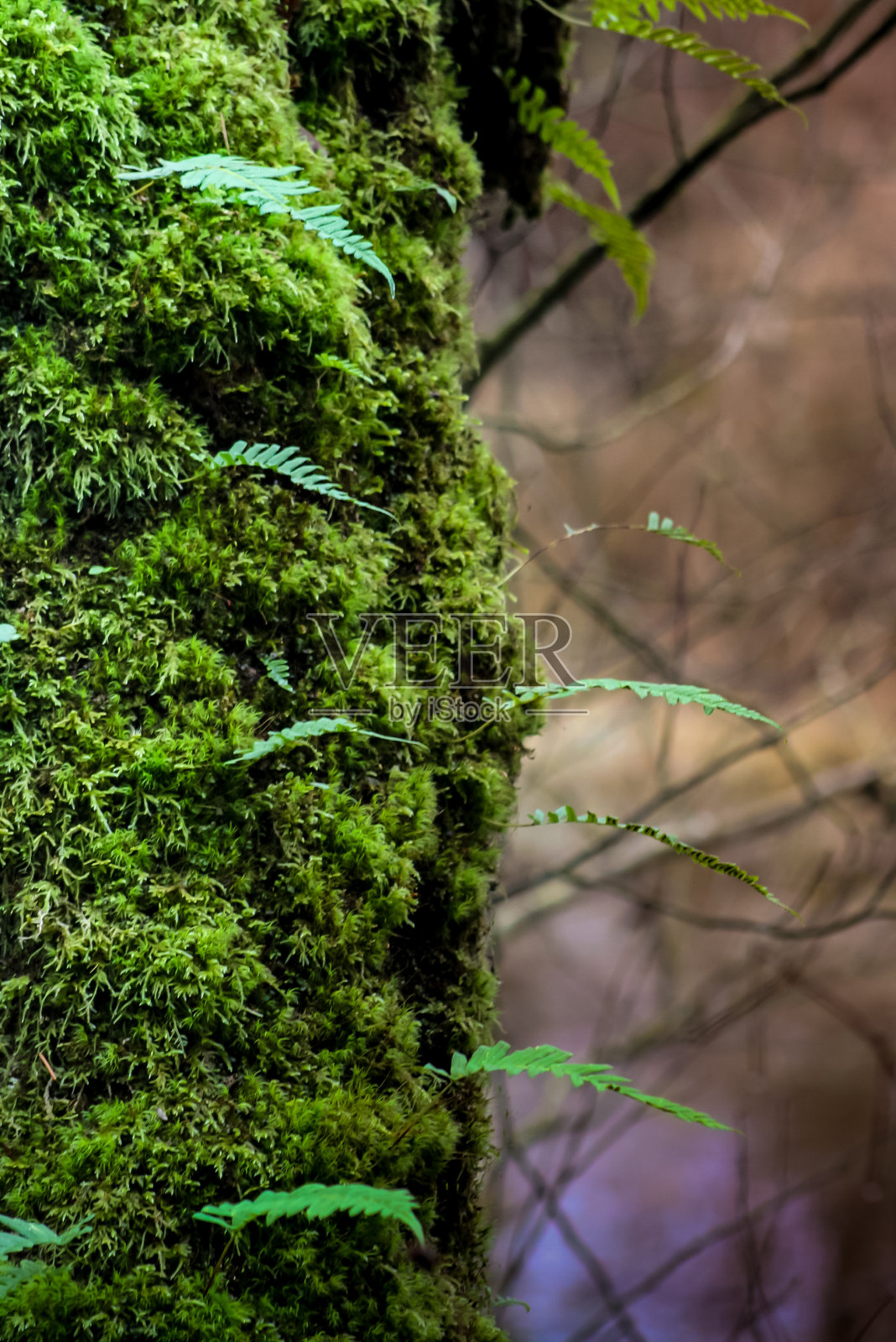 覆盖苔藓和蕨类植物的树照片摄影图片