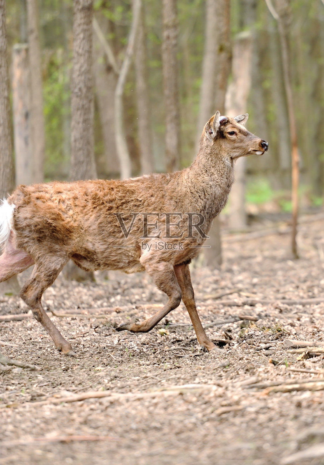 狍子照片摄影图片