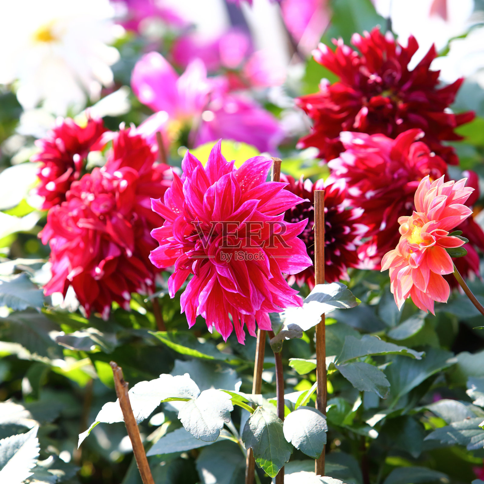 大丽花在花园里盛开照片摄影图片