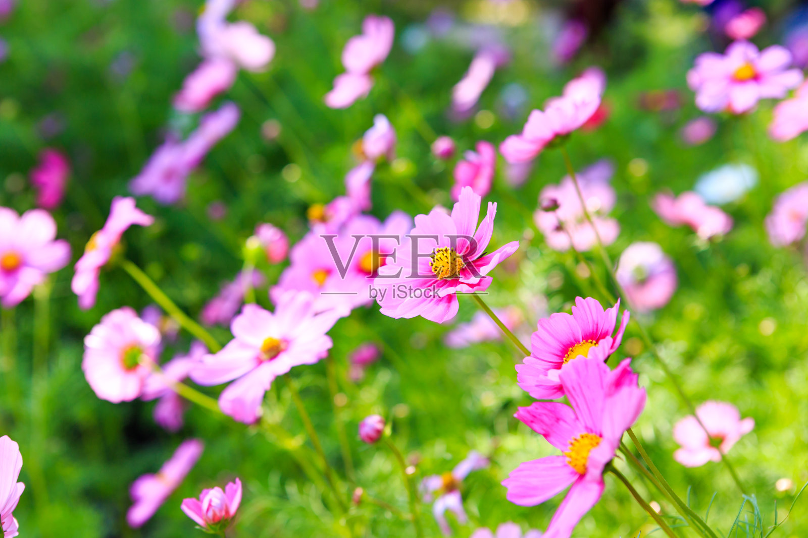 美丽的春天开花照片摄影图片