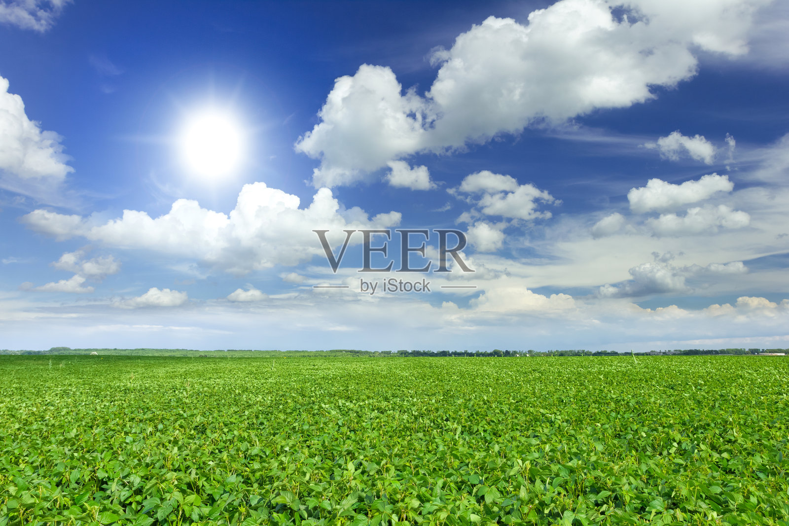 大豆田照片摄影图片