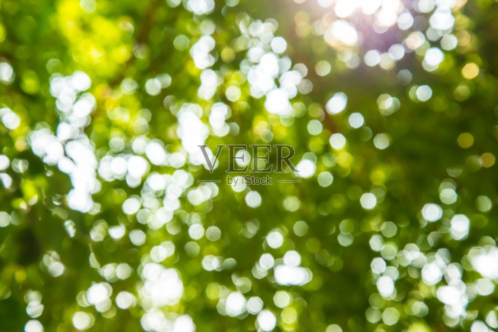 绿色的树。照片摄影图片