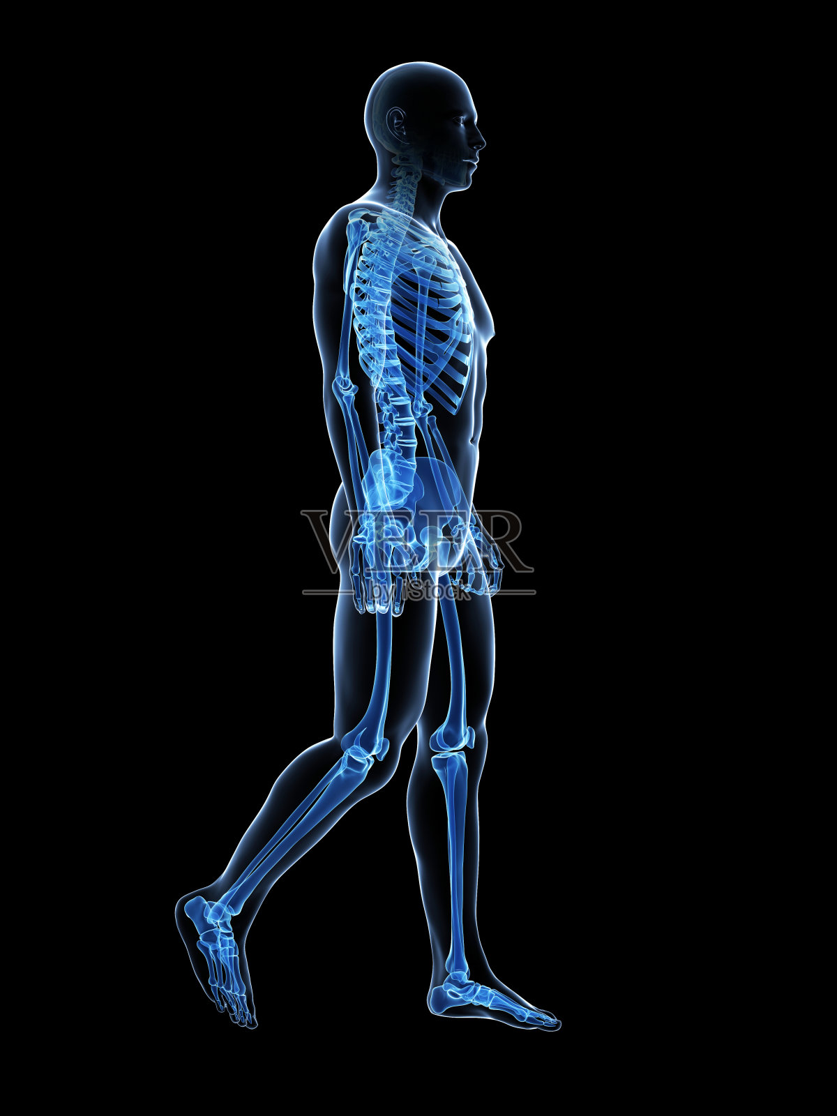 沃克解剖学照片摄影图片