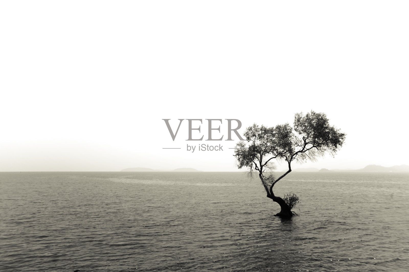 树是孤独的照片摄影图片